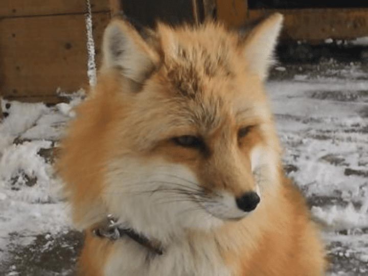 MIYAGI ZAO FOX VILLAGE