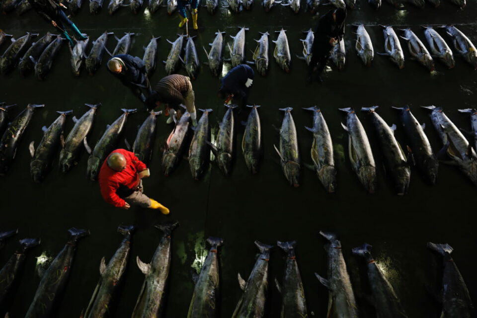 Kesennuma Fish Market