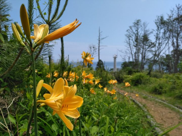 Tanjung Osaki