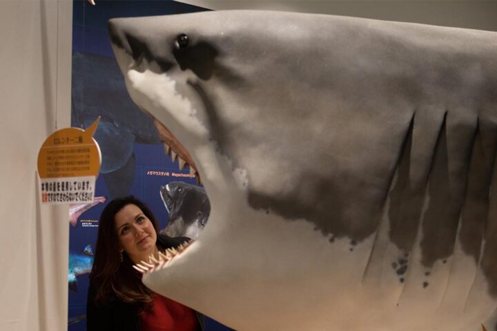 氣仙沼鯊魚博物館