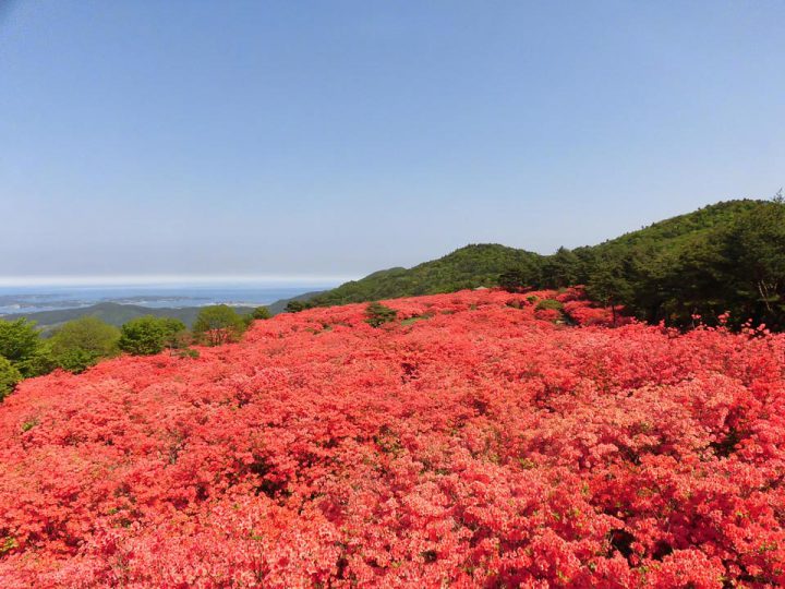 日本第一的杜鵑花景點——德仙丈山
