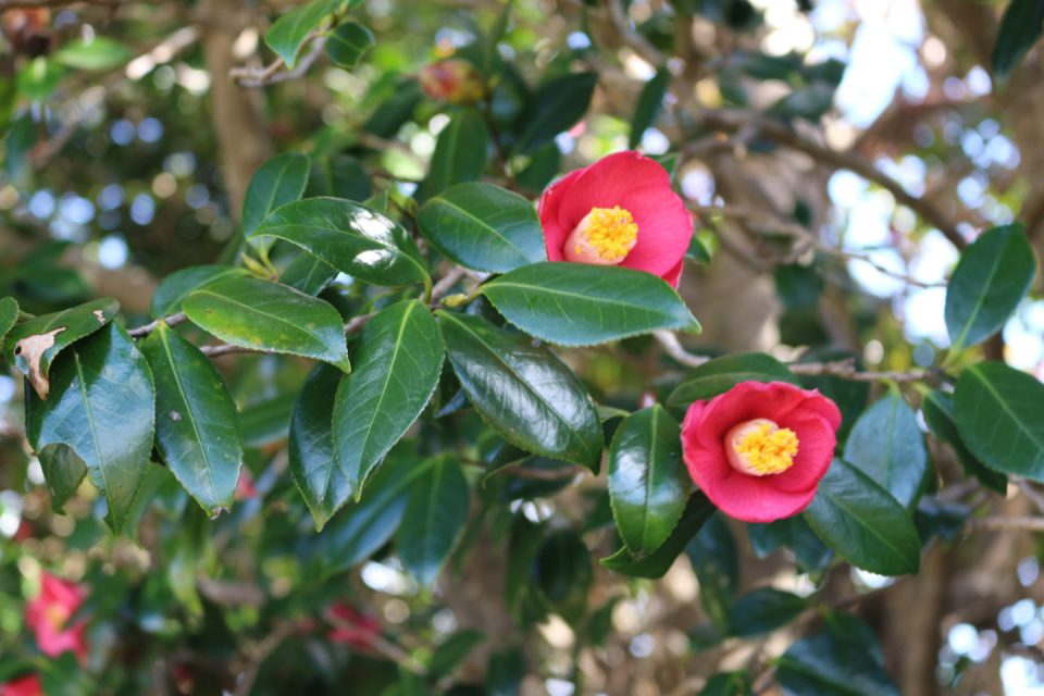 山茶花林蔭隧道